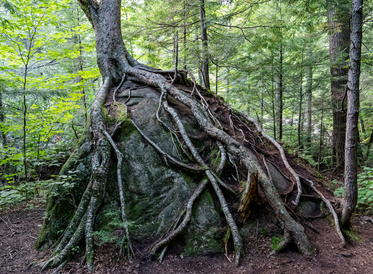 Ein Baum mit starken Wurzeln