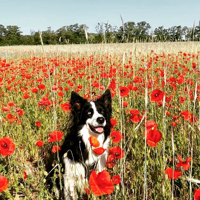 Ein Hund im roten Mohnfeld