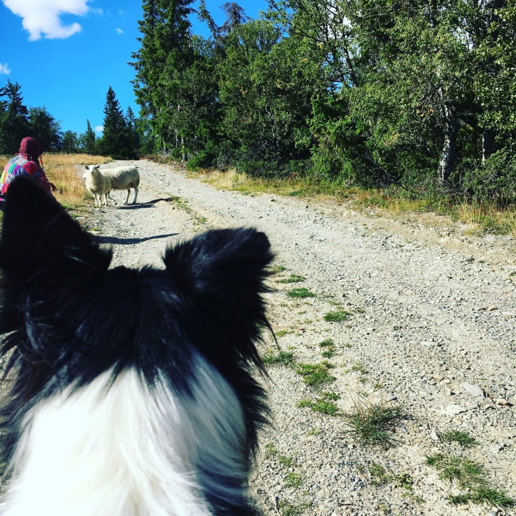 Ein Border Collie blickt auf ein Schaf