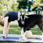 Eine Frau macht Yoga mit einer Ziege