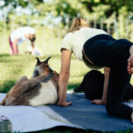 Eine Frau macht Yoga mit einer Ziege