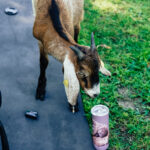 Eine kleine Ziege schnuppert am Getränk