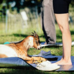 Eine Ziege liegt beim Yoga auf der Matte