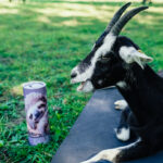 Eine Ziege liegt auf der Yoga Matte