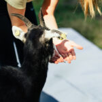 Eine Frau füttert eine Ziege