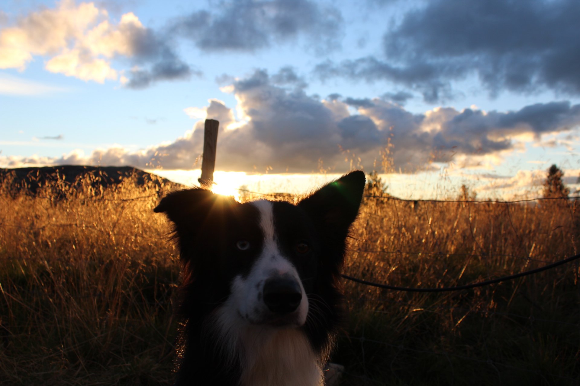 Wie die Perser Hunde sahen